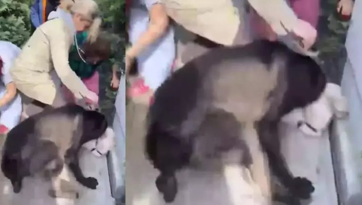 Banu Parlak’ın köpeği komşusunun köpeğine saldırarak öldürdü