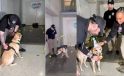 ABD’de bomba tespit köpeğine son iş günü sürpriz veda partisi