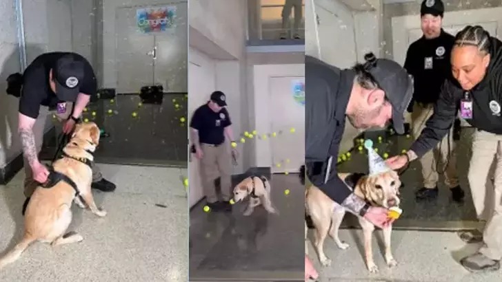 ABD’de bomba tespit köpeğine son iş günü sürpriz veda partisi