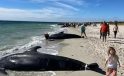 Avustralya’da 100’den fazla balina kıyıya vurdu 29’u öldü