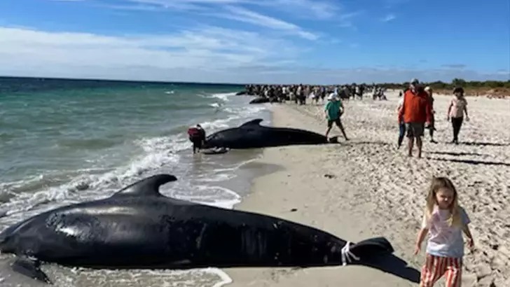Avustralya’da 100’den fazla balina kıyıya vurdu 29’u öldü